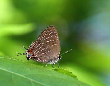 Striped Hairstreak